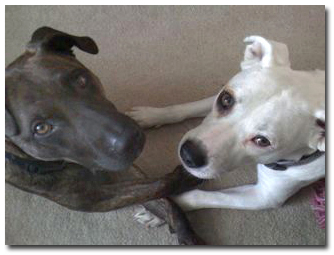 Rusty and Lady holding paws Rusty and Lady holding paws