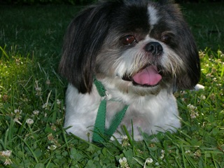 Here is Mikko 2 Here is Mikko 2