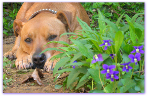 Alex in the purple flowers Alex in the purple flowers